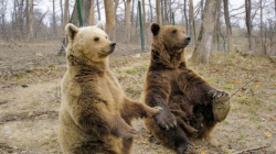 Atractie Turistica - Rezervatia de Ursi - Zarnesti - Centru Turistic